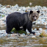 Artikelangebot: Schwarz, Weiß und Grizzly – Bear Watching in Kanada!